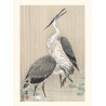 Japanese print, Gray herons, Ohara Koson