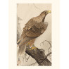 Japanese print, White-tailed eagle, Ohara Koson