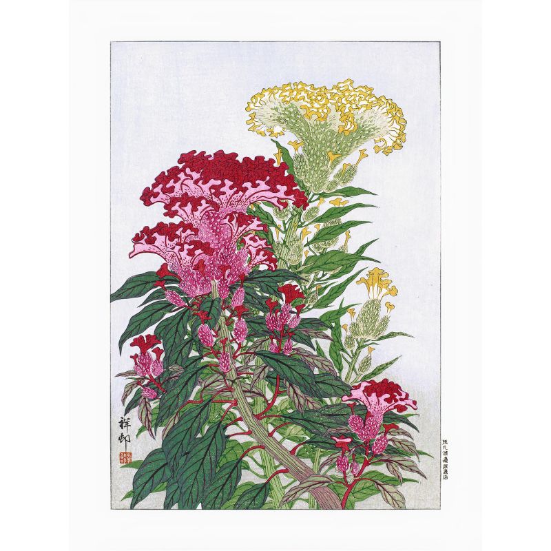 Japanese print, Feathered cockscomb flowers, OHARA KOSON
