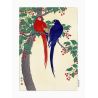 Stampa giapponese, pappagallo rosso e blu, OHARA KOSON