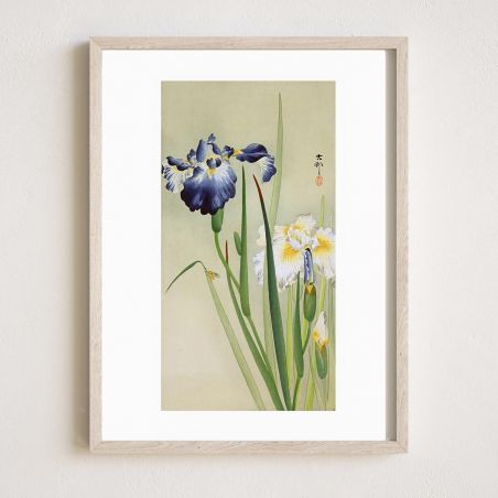 Japanese print, Iris, OHARA KOSON